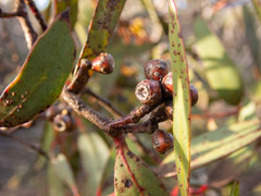 Eucalyptus uncinata uncinata