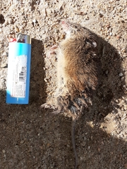 Oxymycterus