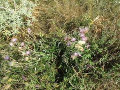 Jurinea salicifolia