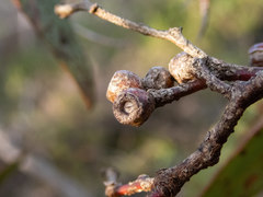 Eucalyptus uncinata uncinata