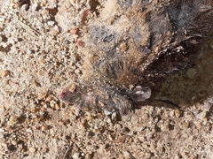 Oxymycterus