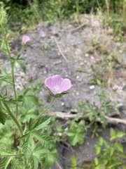Malva setigera