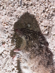Oxymycterus