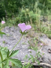 Malva setigera