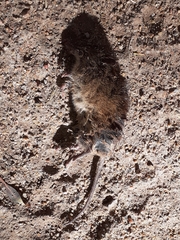 Oxymycterus