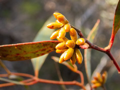 Eucalyptus uncinata uncinata