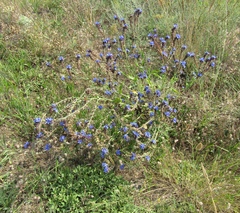 Anchusa procera