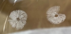 Leucoinocybe