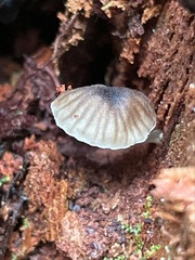 Leucoinocybe