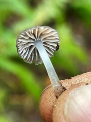 Leucoinocybe