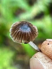 Leucoinocybe