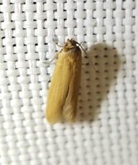 Holcocera immaculella