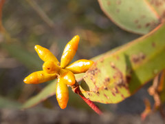 Eucalyptus uncinata uncinata