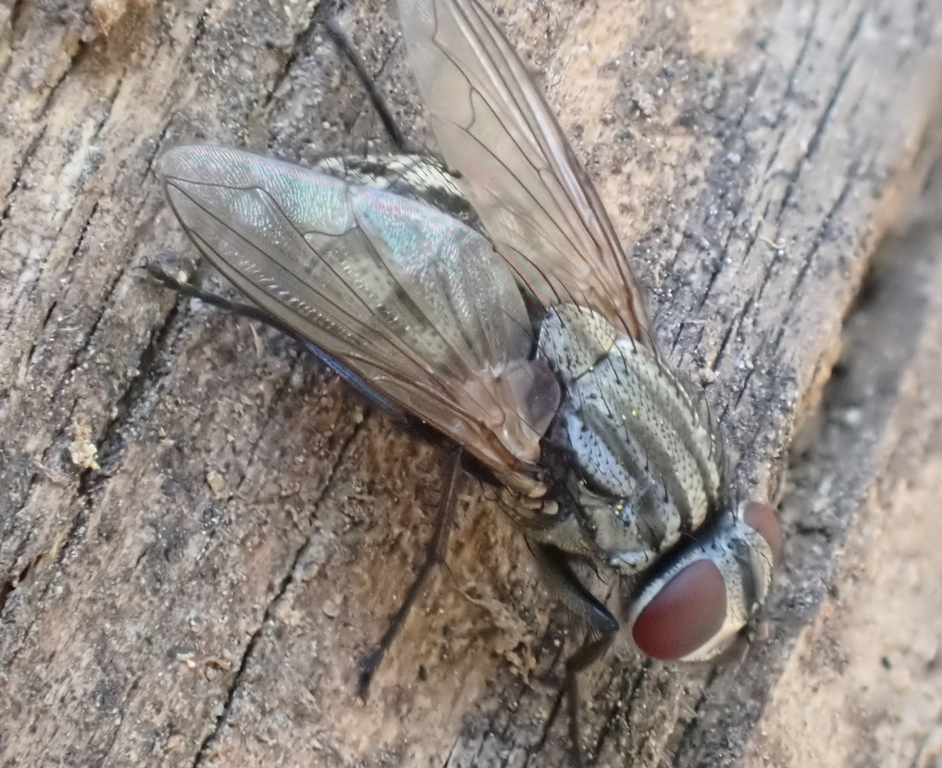 Fave Fly Face fly from South Cleveland, TN, USA on May 1, 2022 at 08:21 AM by ...