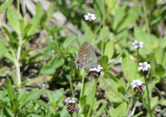 Callophrys gryneus