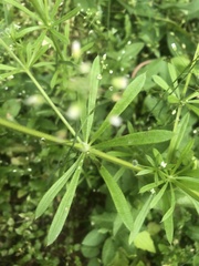 Galium aparine