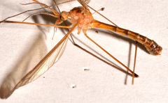 Tipula apicalis