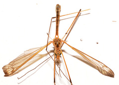 Tipula apicalis