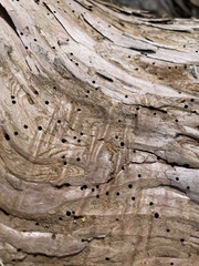Sequoiadendron giganteum