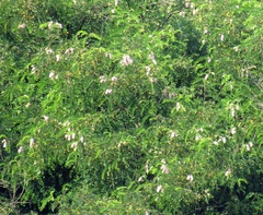 Robinia × ambigua