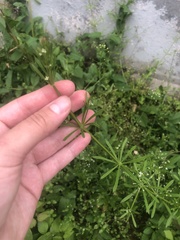 Galium aparine