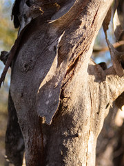 Eucalyptus uncinata uncinata