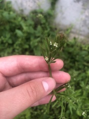 Galium aparine
