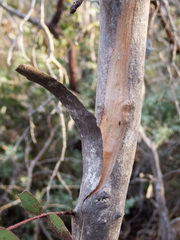Eucalyptus uncinata uncinata