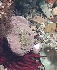 Lithophyllum incrustans