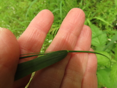 Festuca subulata