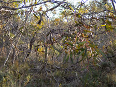 Eucalyptus uncinata uncinata