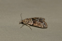 Eudonia delunella