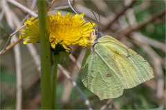 Gonepteryx maxima
