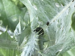 Lixus cardui