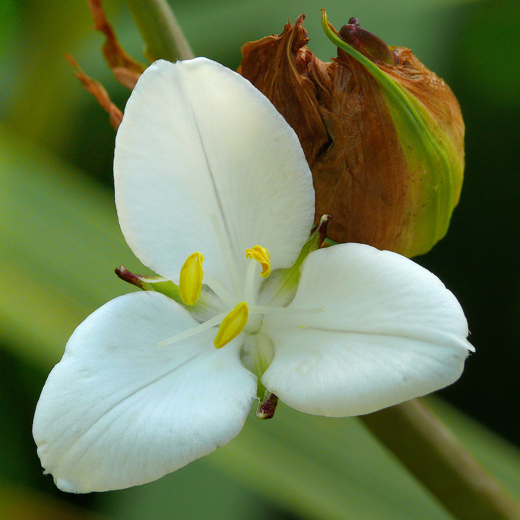 Libertia
