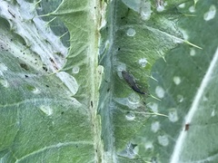 Lixus cardui