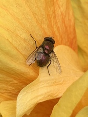 Diptera