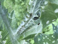 Lixus cardui