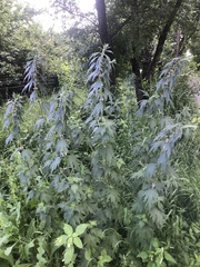 Leonurus turkestanicus