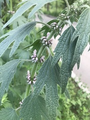 Leonurus turkestanicus