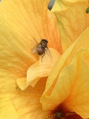 Diptera