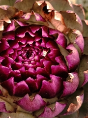 Terellia fuscicornis