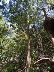 Capparidastrum frondosum