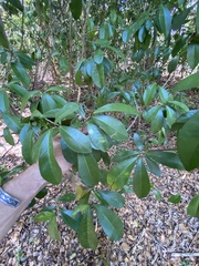 Capparidastrum frondosum