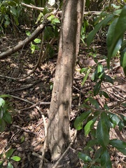 Capparidastrum frondosum