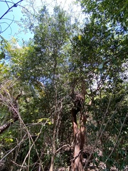 Capparidastrum frondosum