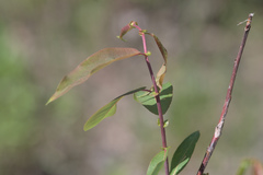 Salix prolixa