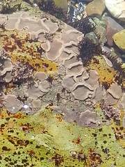 Lithophyllum incrustans