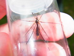 Ptychoptera albimana