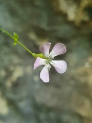 Petrocoptis glaucifolia